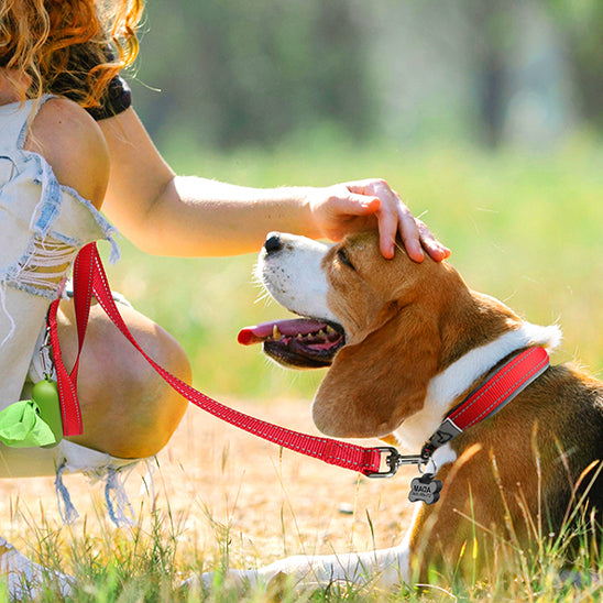 collier chien robuste joue