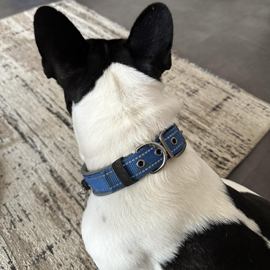 collier chien robuste maison