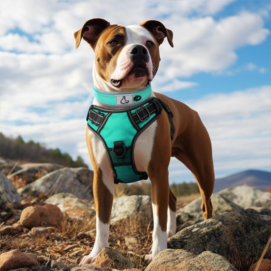 collier chien robuste montagne