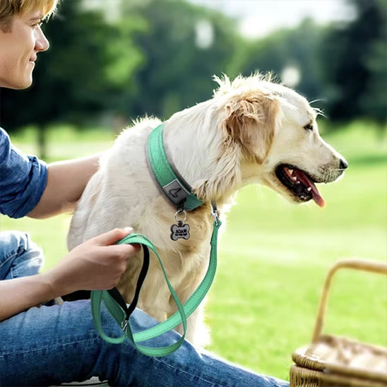 collier chien robuste parc