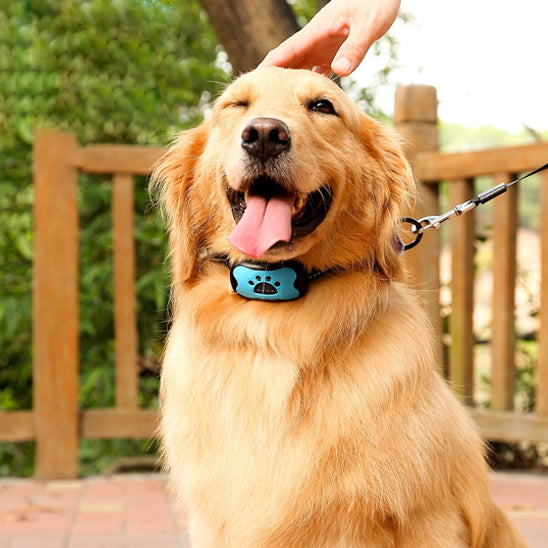 collier de dressage pour chien maison terasse