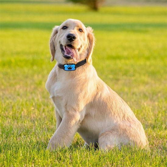 collier de dressage pour chien parc