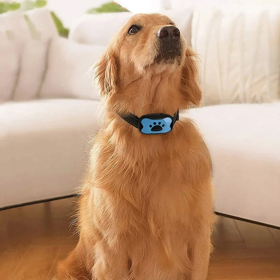 collier de dressage pour chien salon