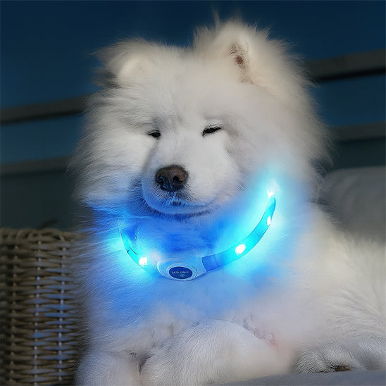 collier lumineux chien safenight dormir