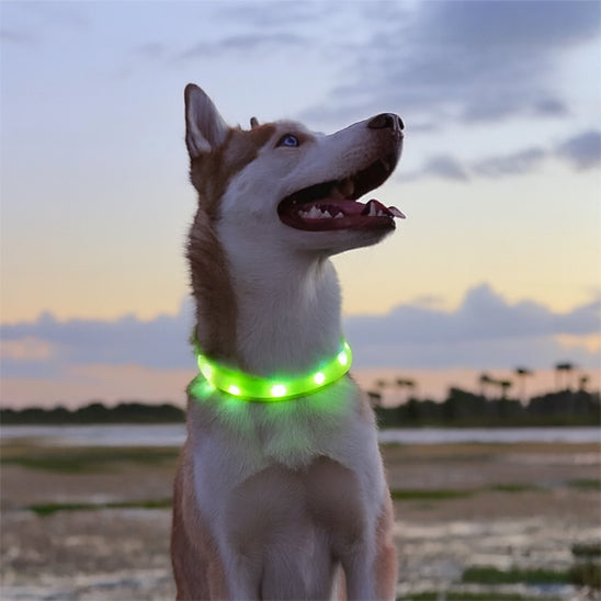 collier lumineux chien safenight pose
