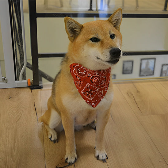 collier pour chien bandana chambre