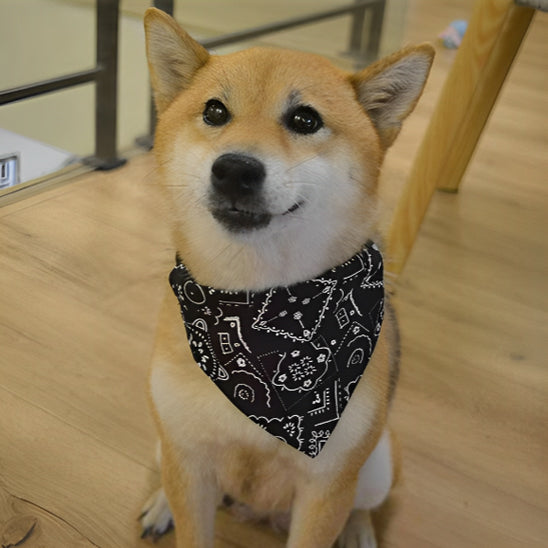 collier pour chien bandana cuisine