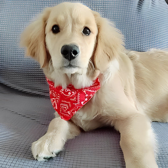 collier pour chien bandana maison
