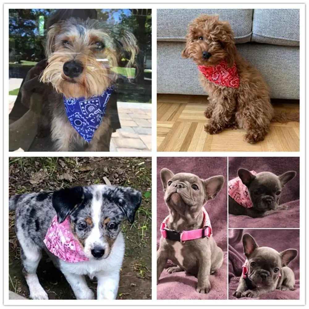 collier pour chien bandana picture
