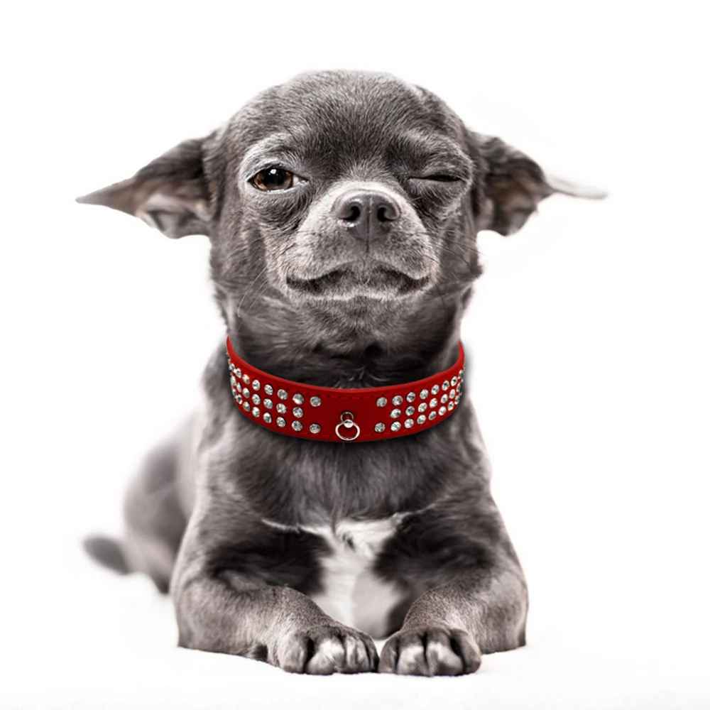 collier pour chien chrystalelegance dormir
