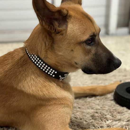 collier pour chien chrystalelegance maison