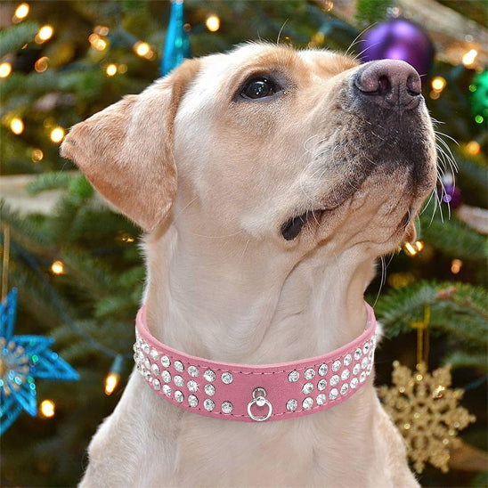 collier pour chien chrystalelegance regard