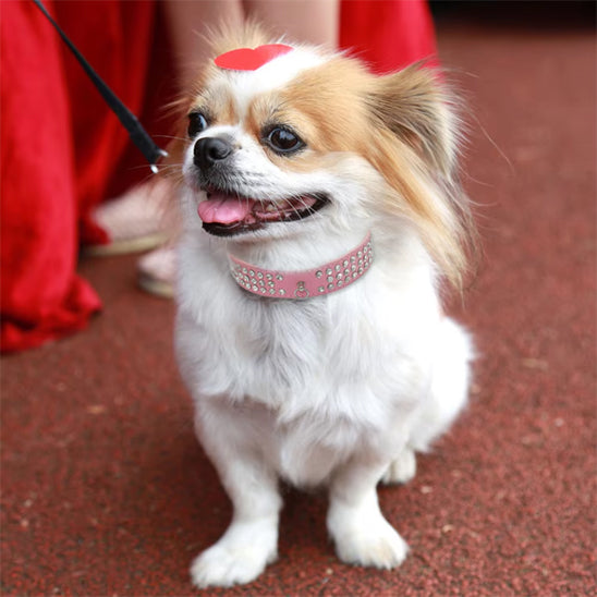 collier pour chien chrystalelegance sourir