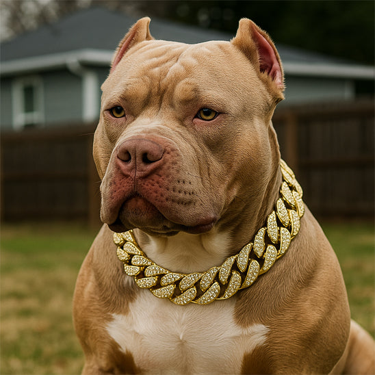 collier pour chien cubainluxe debout