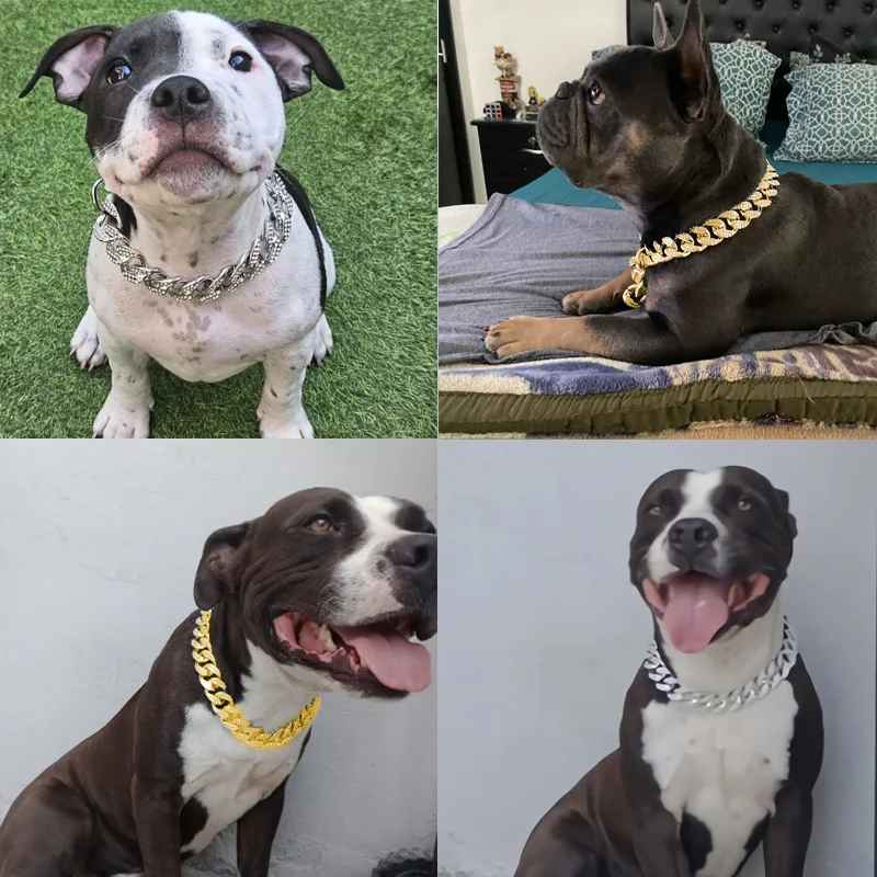 collier pour chien cubainluxe photos