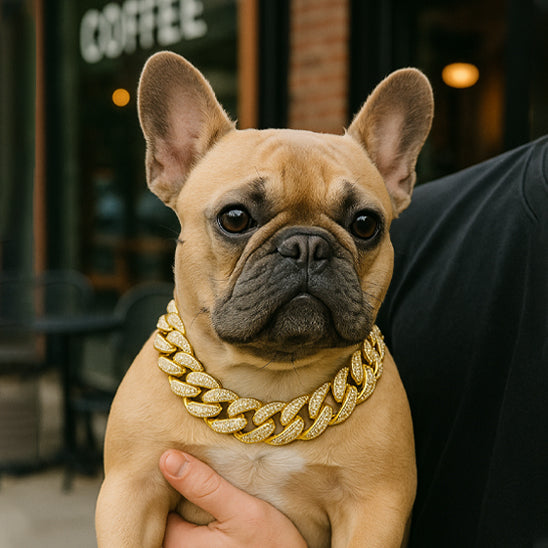 collier pour chien cubainluxe porter