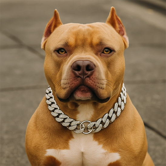collier pour chien cubainluxe