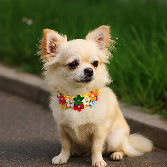 collier pour chien fleurie assis
