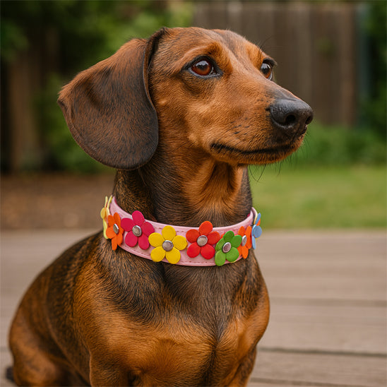 collier pour chien fleurie debout