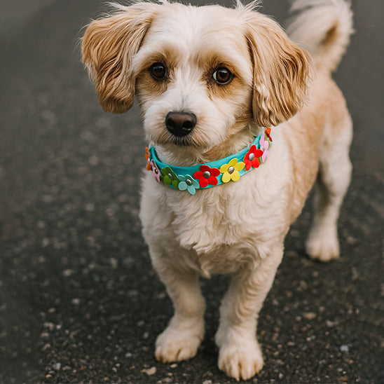 collier pour chien fleurie route