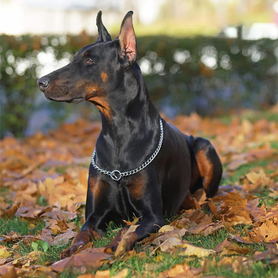 collier pour chien metallic assis