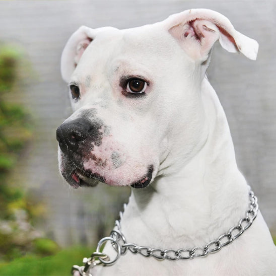 collier pour chien metallic blanc