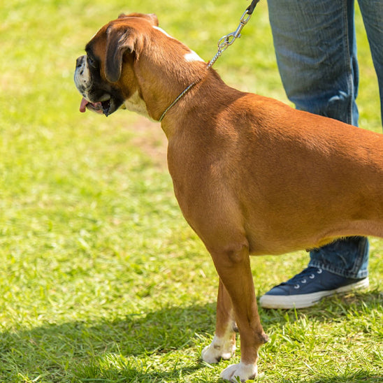 collier pour chien metallic parc