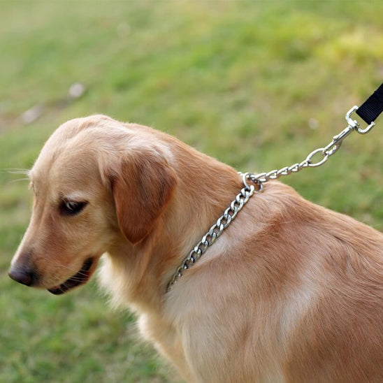 collier pour chien metallic pelouse