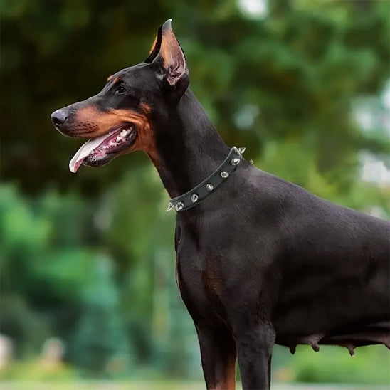 collier pour chien rockstyle debout