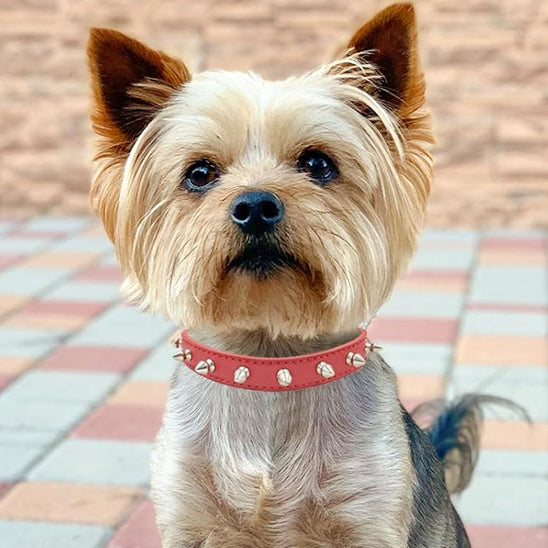 collier pour chien rockstyle