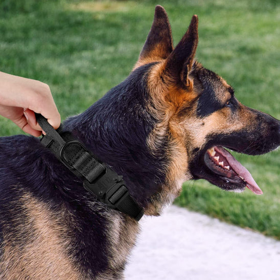 collier pour chien tacticalpro entrenement depart