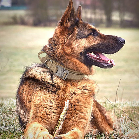 collier pour chien tacticalpro entrenement