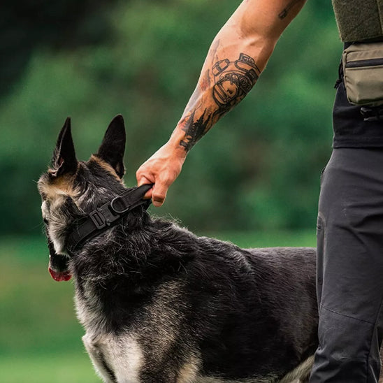 collier pour chien tacticalpro pelouses