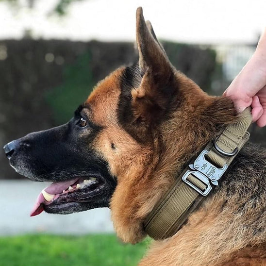 collier pour chien tacticalpro tenir