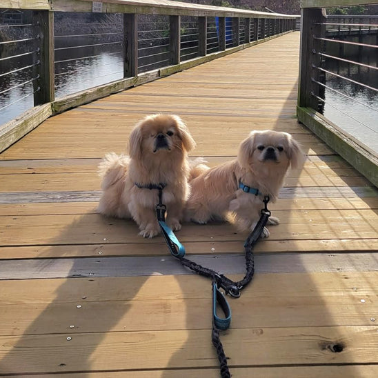 double laisse chien waljconfort chiens assis