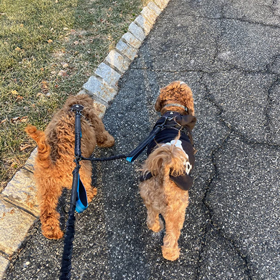 double laisse chien walkconfort balade