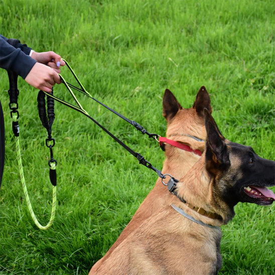 double laisse chien walkconfort chien assis
