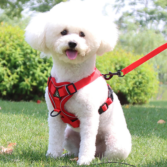 harnais anti traction chien confort blanc