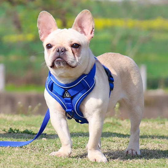 harnais anti traction chien confort parc balade