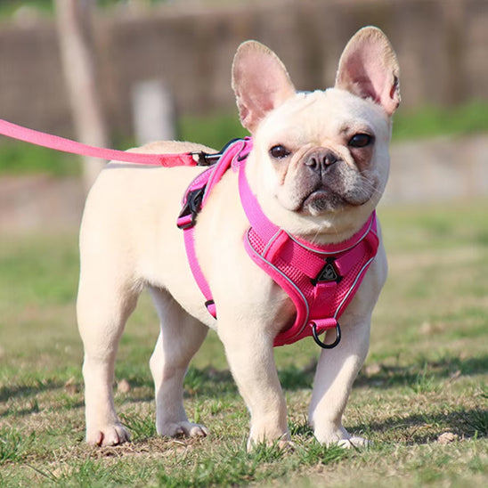 harnais anti traction chien confort parc pelouse technique