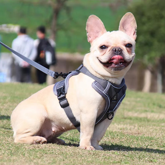harnais anti traction chien confort parc