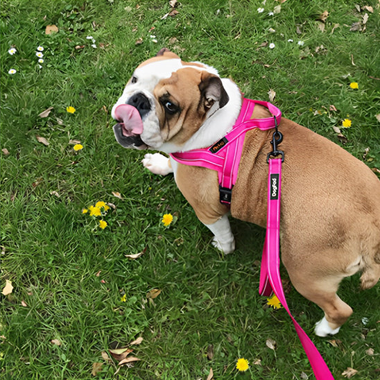 harnais anti traction pour chien pelouse