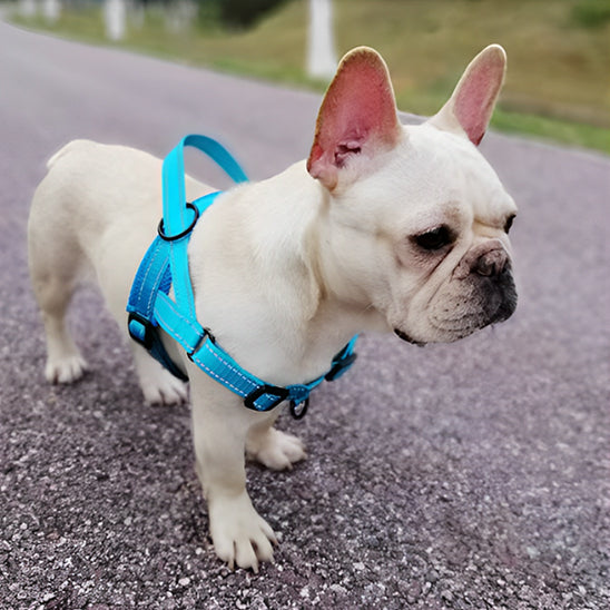 harnais anti traction pour chien route