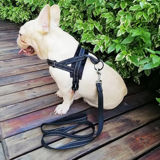 harnais anti traction pour chien terrasse debout