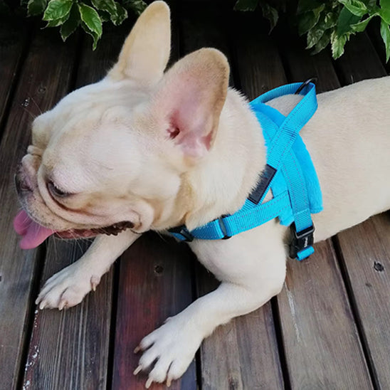 harnais anti traction pour chien terrasse dormir