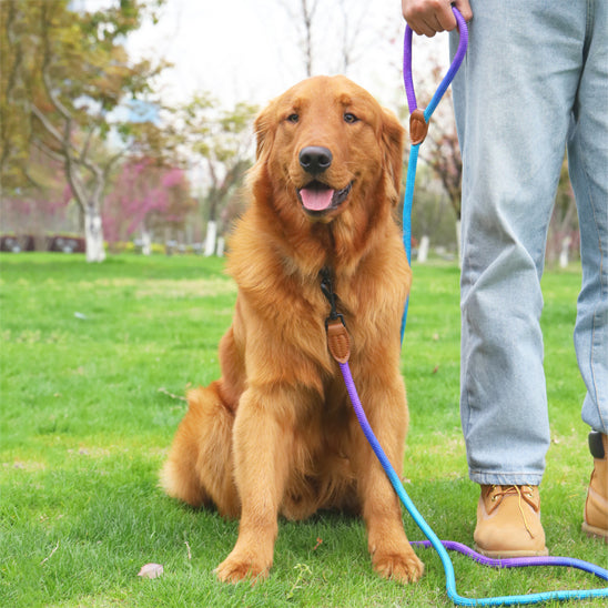 harnais chien ando assis parc