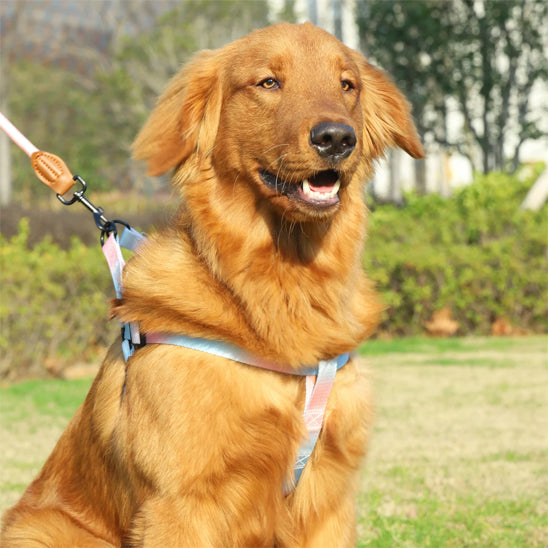 harnais chien ando assis pelouse