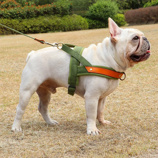 harnais chien anti traction ergonomique chien debout