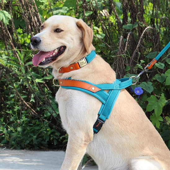 harnais chien anti traction ergonomique content