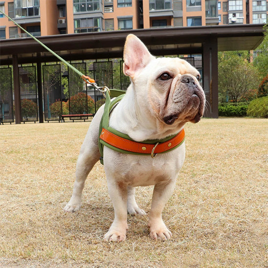 harnais chien anti traction ergonomique pose